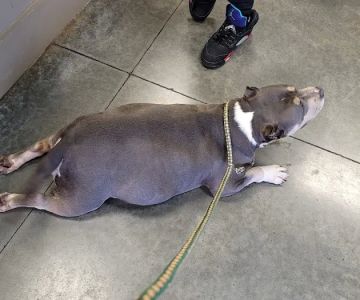 Gadsden Animal Clinic