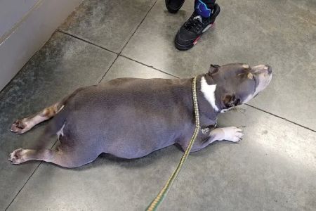 Gadsden Animal Clinic