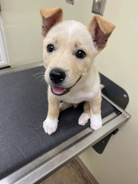 Gadsden Animal Clinic 12
