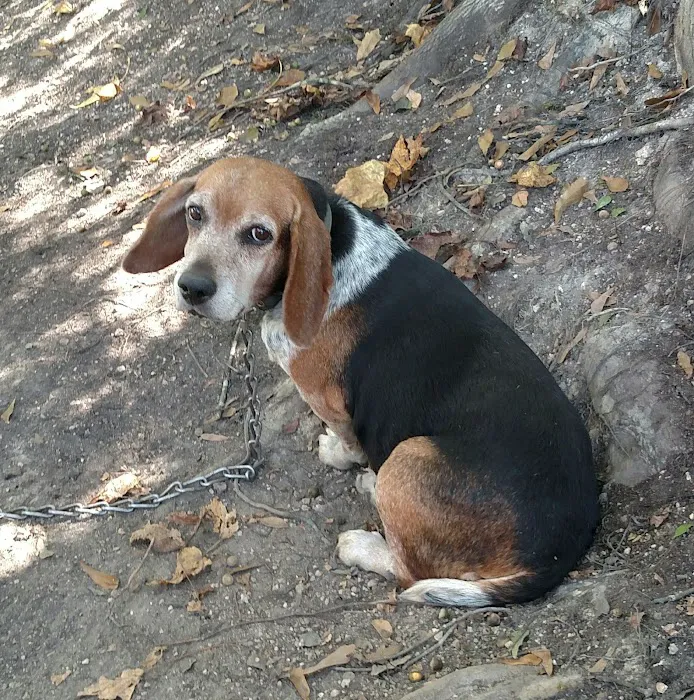 Gadsden Animal Clinic 12