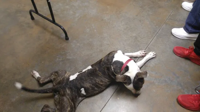 Gadsden Animal Clinic 12