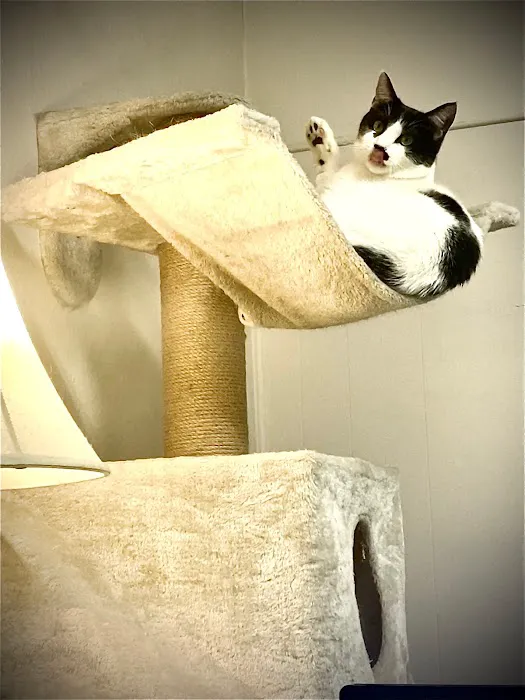 Rainbow City Pet Clinic 12