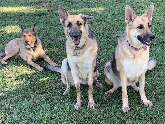 Bowen Veterinary Services 3