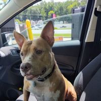 Bowen Veterinary Services ico