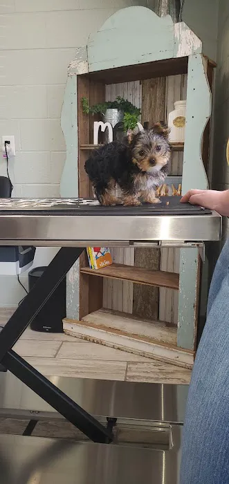 Bowen Veterinary Services 4