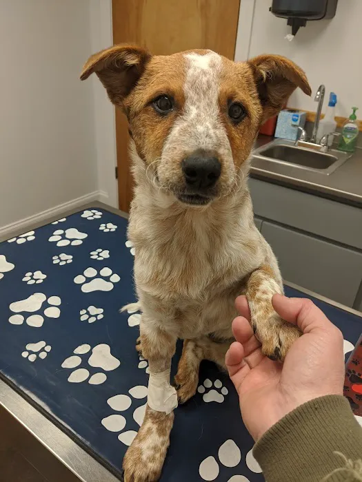 Central Valley Animal Hospital 1