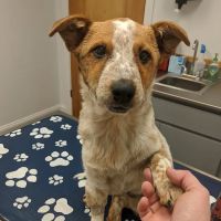 Central Valley Animal Hospital ico