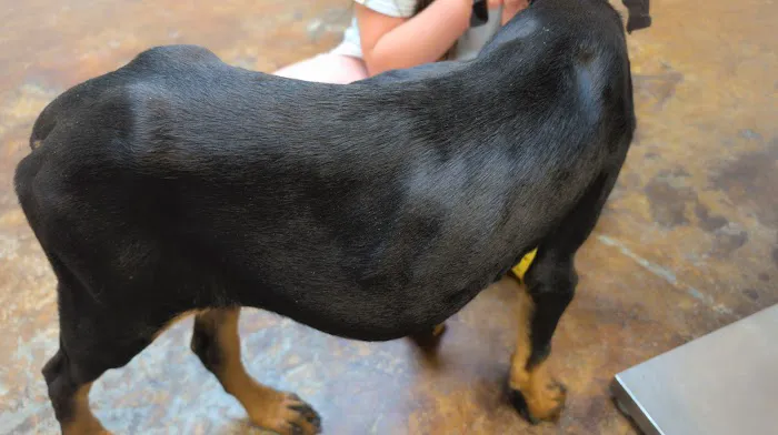 Central Valley Animal Hospital 7
