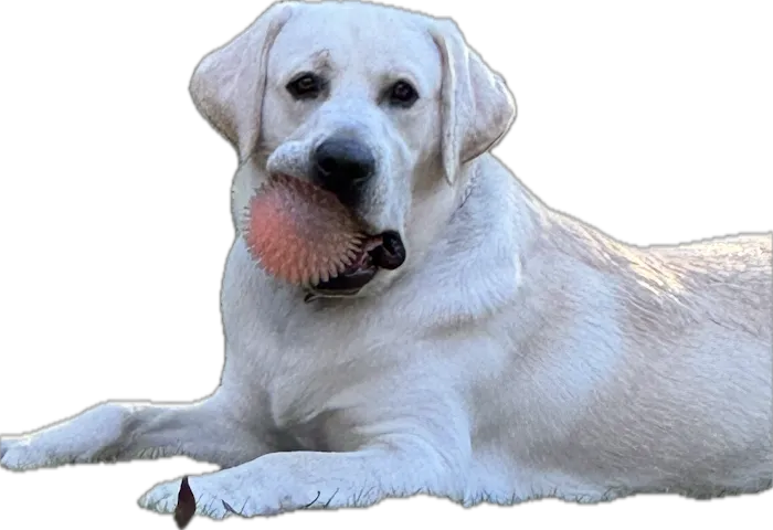 Central Valley Animal Hospital 9