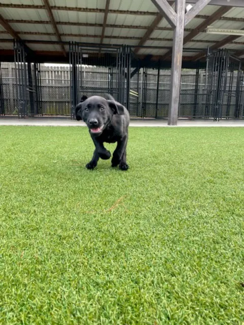 Southside Pet Clinic 10