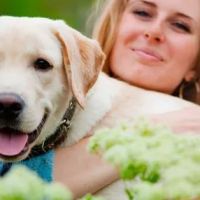 B & A Animal Hospital ico