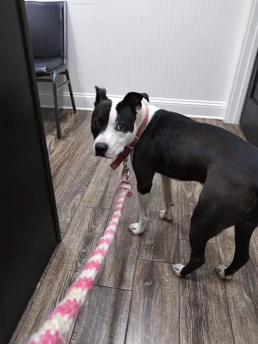 B & A Animal Hospital 2