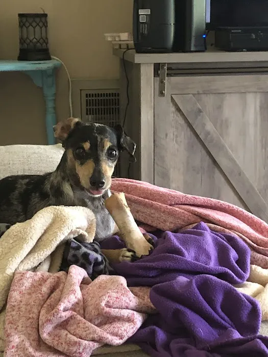 B & A Animal Hospital 5