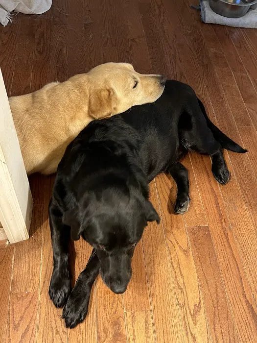 B & A Animal Hospital 10