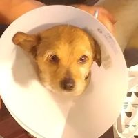 Sleeping Giant Veterinary ico