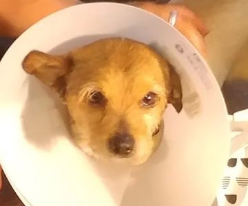 Sleeping Giant Veterinary