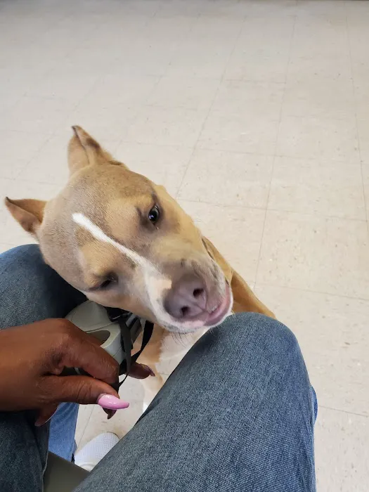 Lincoln Veterinary Clinic LLC 1
