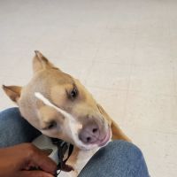 Lincoln Veterinary Clinic LLC ico