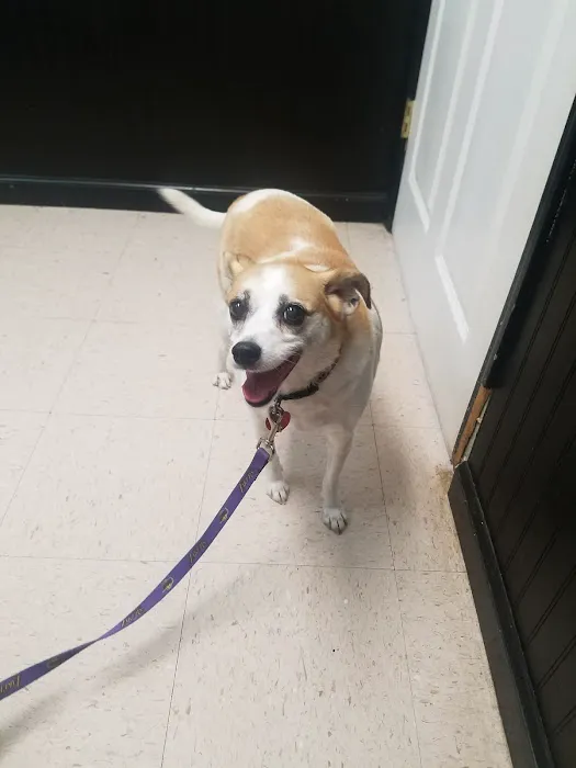 Lincoln Veterinary Clinic LLC 6