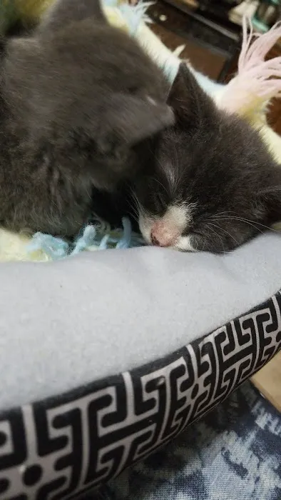 Cropwell Small Animal Hospital 4