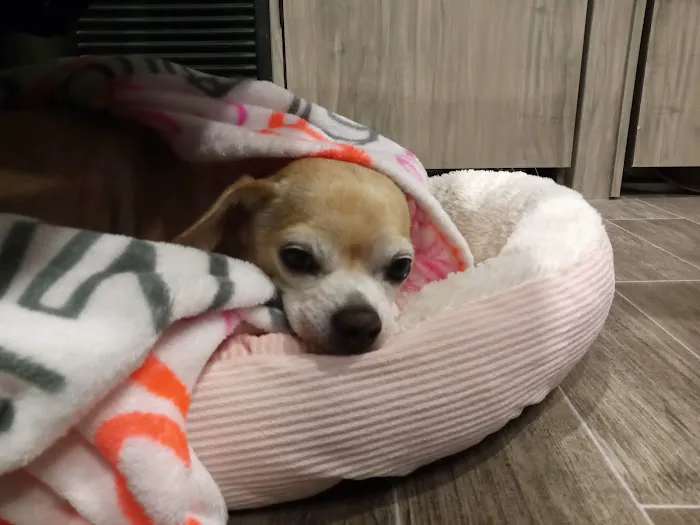 Cropwell Small Animal Hospital 9