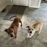 Chasteen Larry L DVM ico