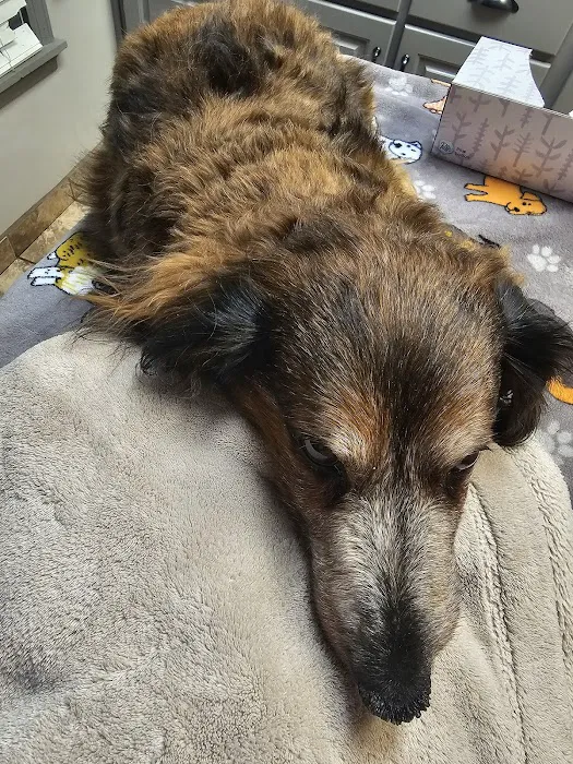 Pell City Animal Hospital 4