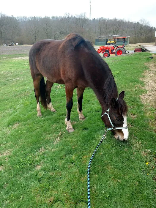 Coosa Valley Equine Center 3