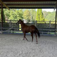 Coosa Valley Equine Center ico
