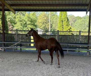 Coosa Valley Equine Center