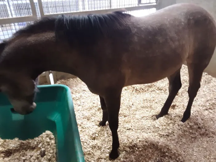 Coosa Valley Equine Center 2