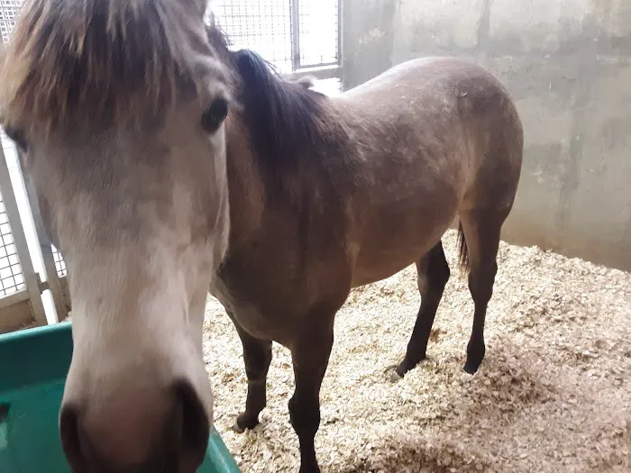 Coosa Valley Equine Center 4
