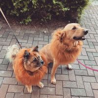 Powers Veterinary Hospital ico