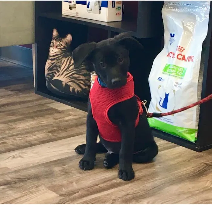 Powers Veterinary Hospital 12
