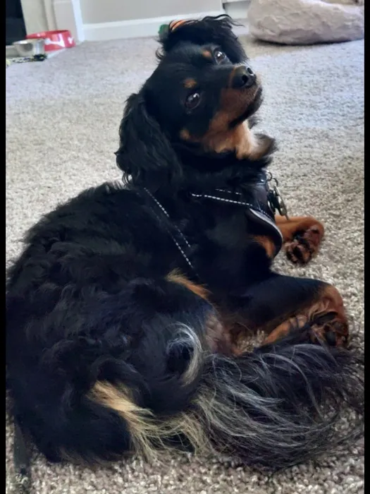 PetMedic Urgent Care Vet Clinic 9