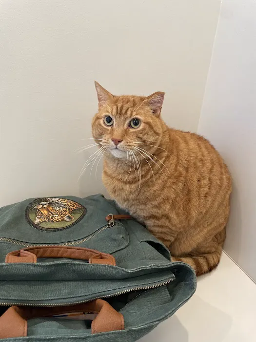 Petfolk Veterinary & Urgent Care - Huntersville 7