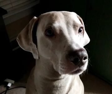 Highlands Pet Hospital