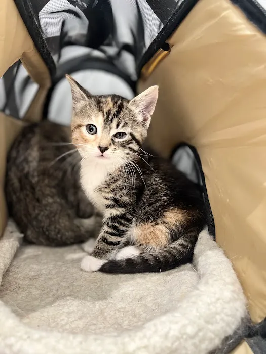Petfolk Veterinary & Urgent Care - Concord 6