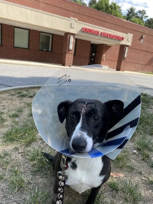 Carolina Veterinary Specialists Huntersville 2