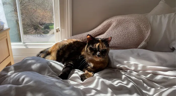 Carolina Veterinary Specialists Huntersville 9