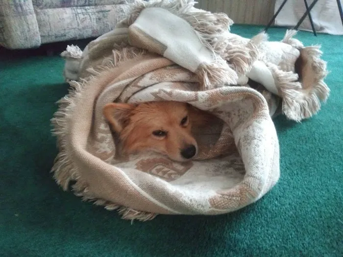 Banfield Pet Hospital 5