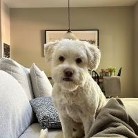 Poplar Animal Hospital ico
