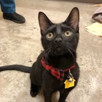 Buckman Veterinary Clinic ico