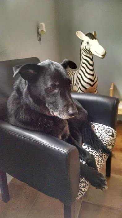 Portland Animal Clinic 9