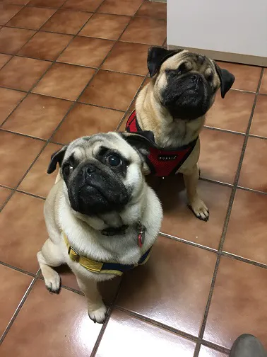 Portland Animal Clinic 8
