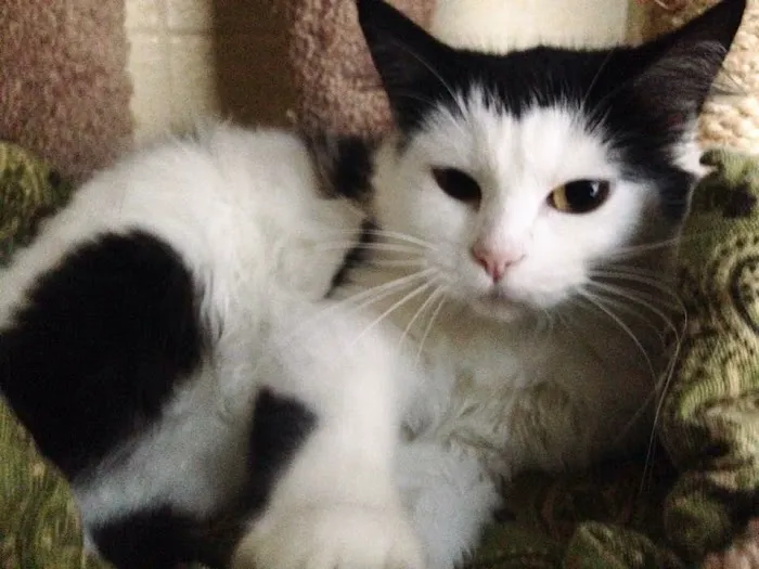 Forest Heights Vet Clinic: Tracy Mento, DVM 12