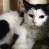 Forest Heights Vet Clinic: Tracy Mento, DVM ico