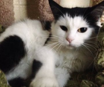Forest Heights Vet Clinic: Tracy Mento, DVM