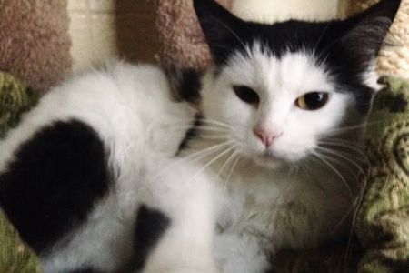Forest Heights Vet Clinic: Tracy Mento, DVM