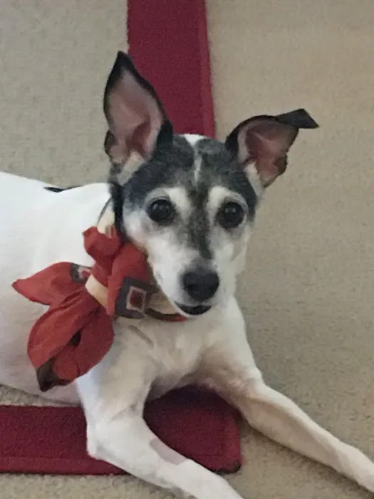 Banfield Pet Hospital 10